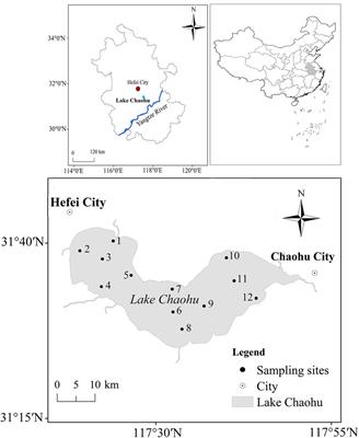 Population genetic differentiation of Daphnia sinensis in a lasting high-phosphorus Chinese lake, Lake Chaohu